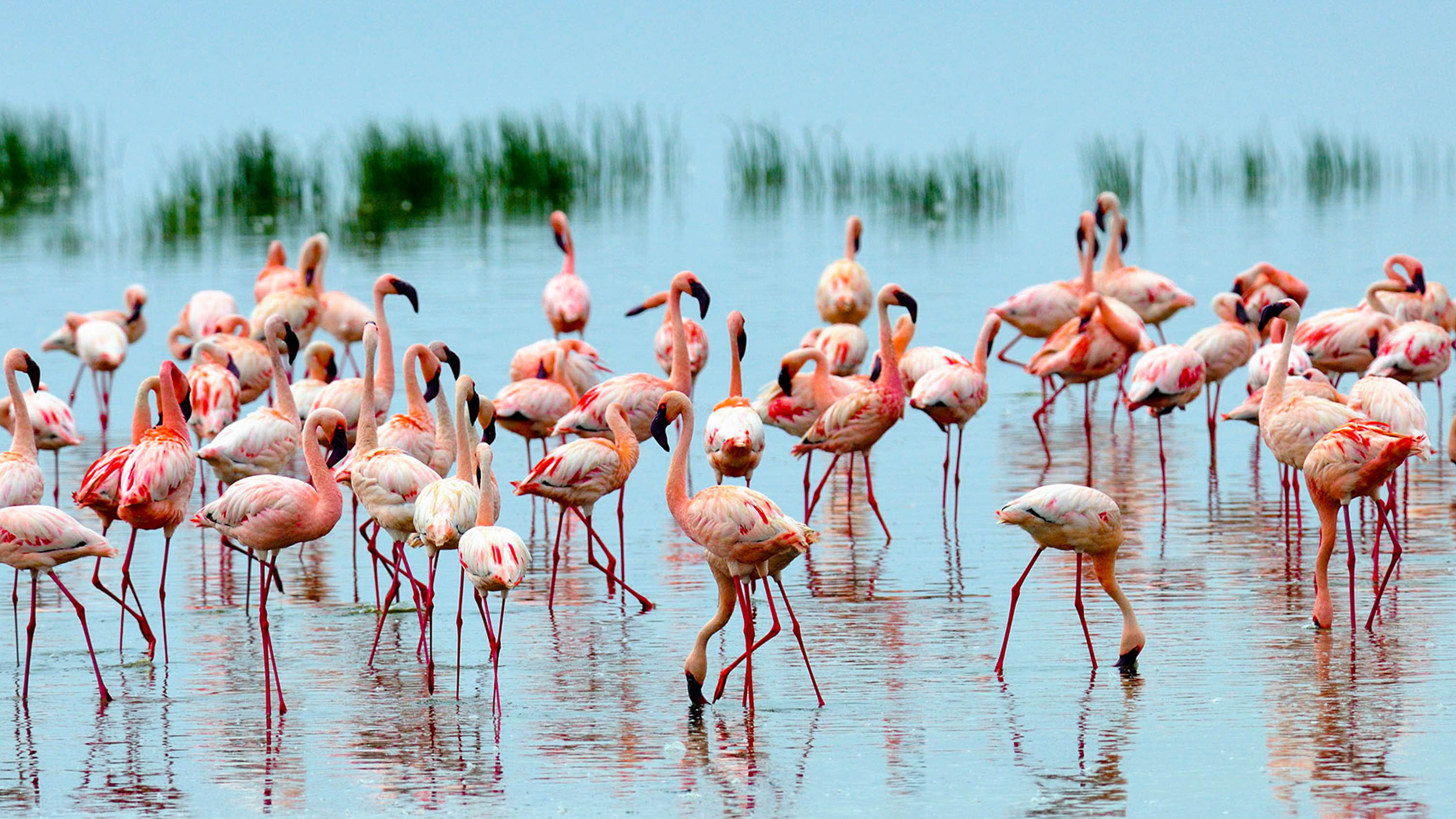 Flamingoes